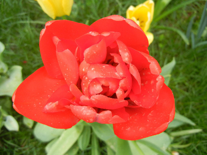 Tulipa Miranda (2012, April 20)