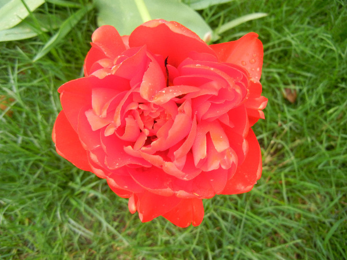 Tulipa Miranda (2012, April 20)