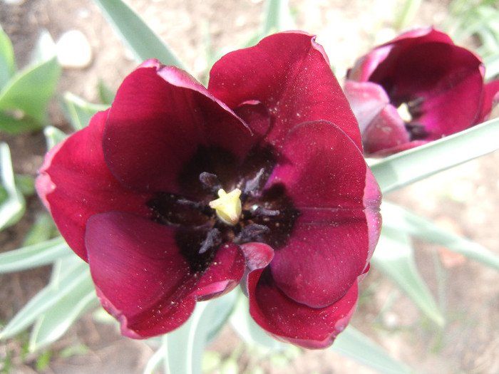 Tulipa Negrita (2012, April 21) - Tulipa Negrita