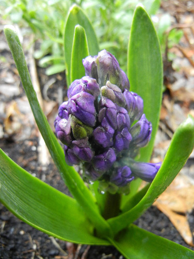 Hyacinth Peter Stuyvesant (2012, Apr.15) - Hyacinth Peter Stuyvesant