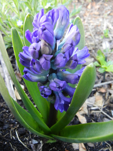 Hyacinth Peter Stuyvesant (2012, Apr.16) - Hyacinth Peter Stuyvesant