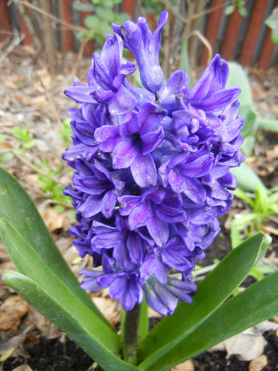 Hyacinth Peter Stuyvesant (2012, Apr.20) - Hyacinth Peter Stuyvesant