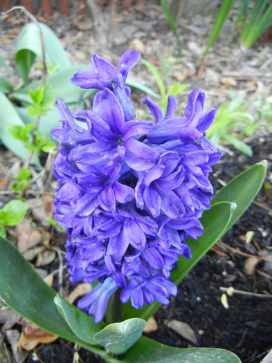 Hyacinth Peter Stuyvesant (2012, Apr.21) - Hyacinth Peter Stuyvesant