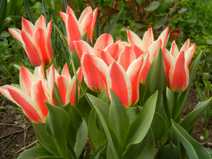 Tulipa Pinocchio (2012, April 17) - Tulipa Pinocchio