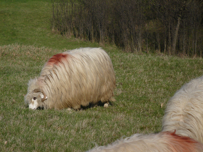 mai 2011.vf.toporului 027 - Turcane de Alba - Bale de Sugag