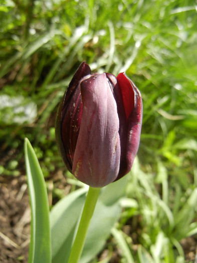 Tulipa Queen of Night (2012, April 19)