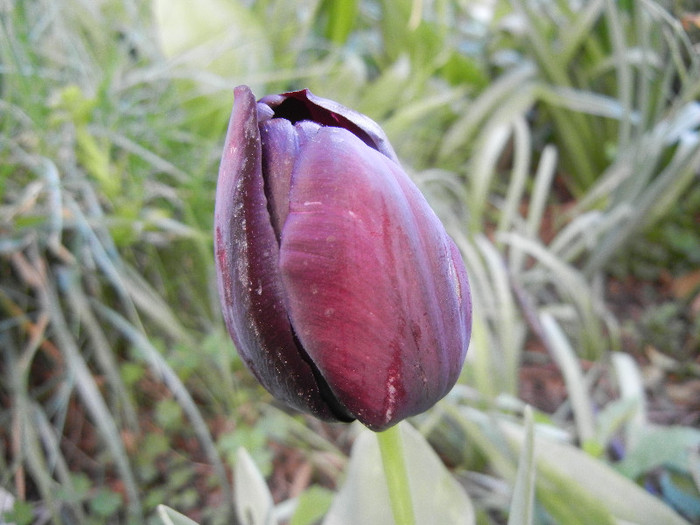 Tulipa Queen of Night (2012, April 12)