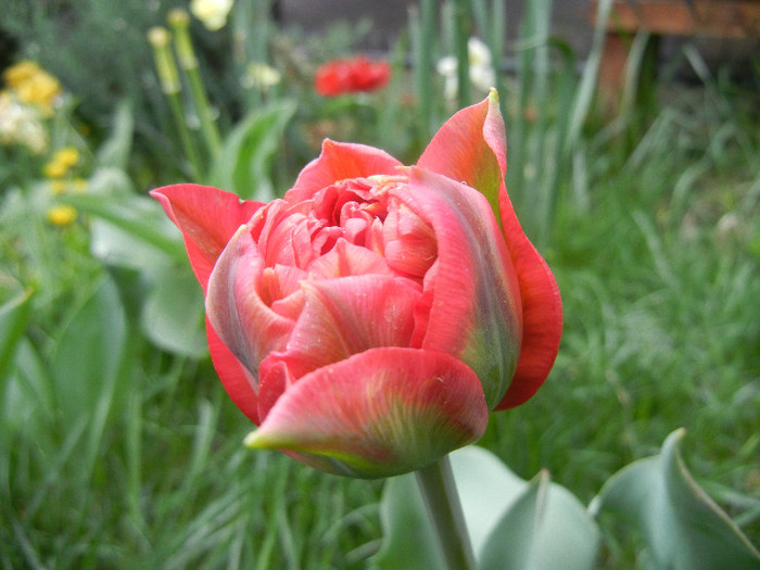 Tulipa Red (2012, April 20) - Tulipa Red