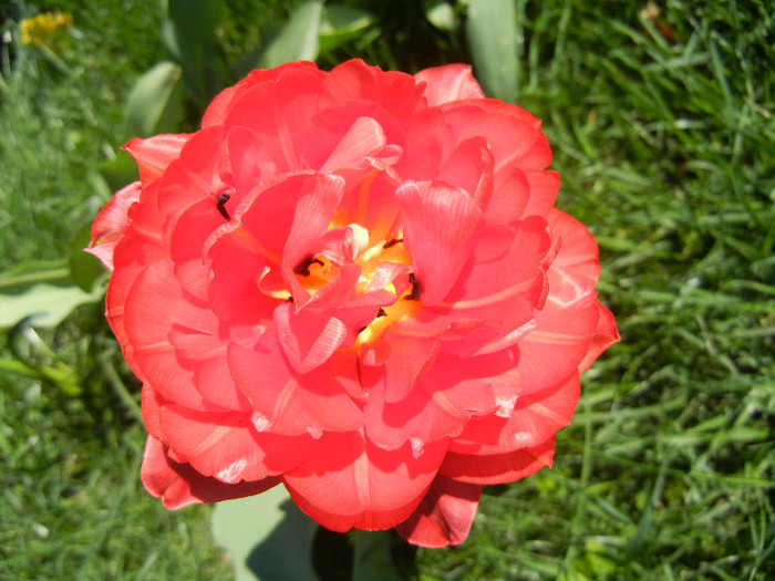 Tulipa Red (2012, April 22) - Tulipa Red