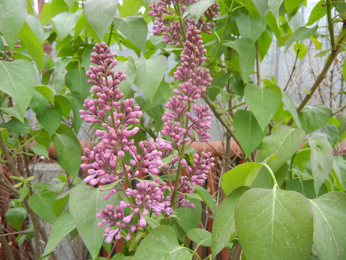 Syringa vulgaris_Lilac (2012, April 20)