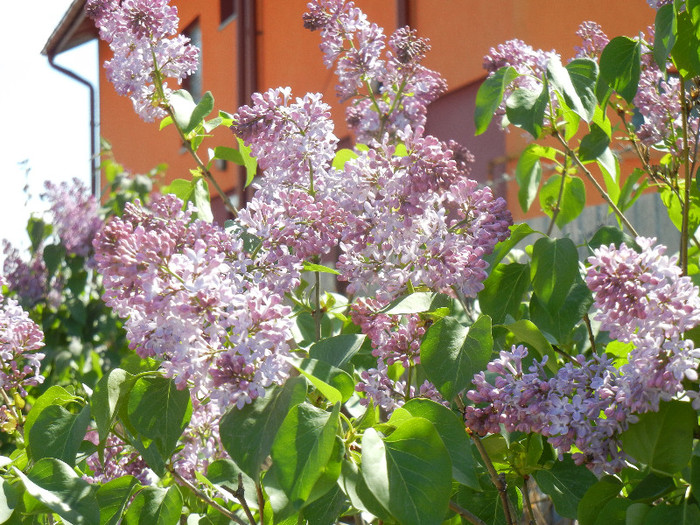 Syringa vulgaris_Lilac (2012, April 22)