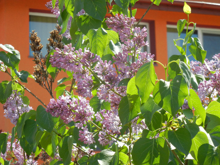 Syringa vulgaris_Lilac (2012, April 22)