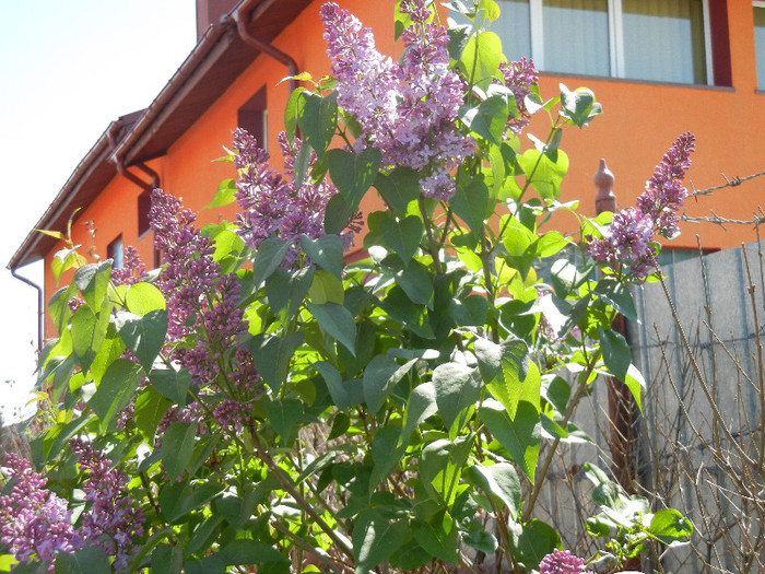 Syringa vulgaris_Lilac (2012, April 22)