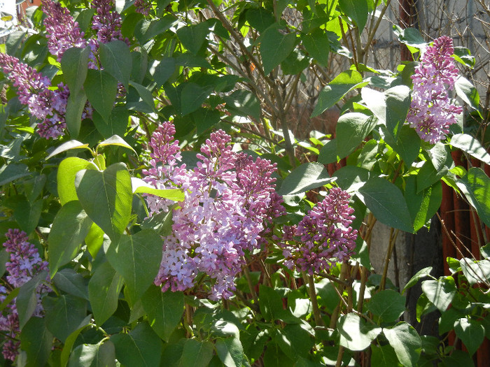 Syringa vulgaris_Lilac (2012, April 22)