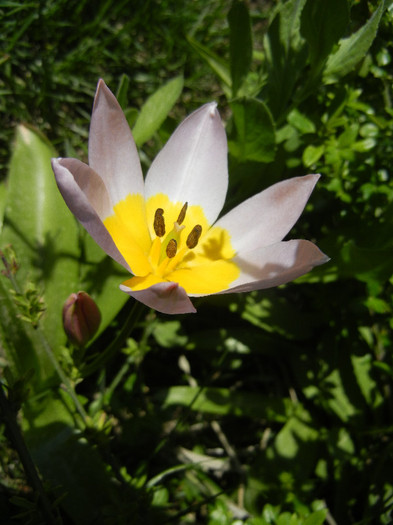 Tulipa Lilac Wonder (2012, April 22) - Tulipa Lilac Wonder