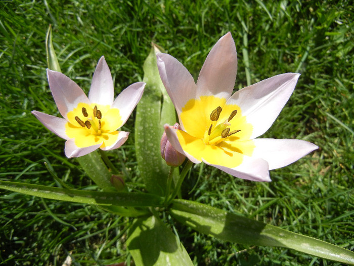 Tulipa Lilac Wonder (2012, April 22) - Tulipa Lilac Wonder