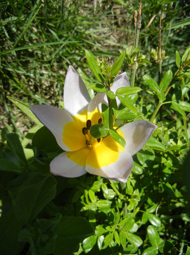 Tulipa Lilac Wonder (2012, April 22) - Tulipa Lilac Wonder