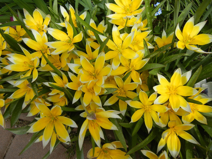 Tulipa Tarda (2012, April 21)