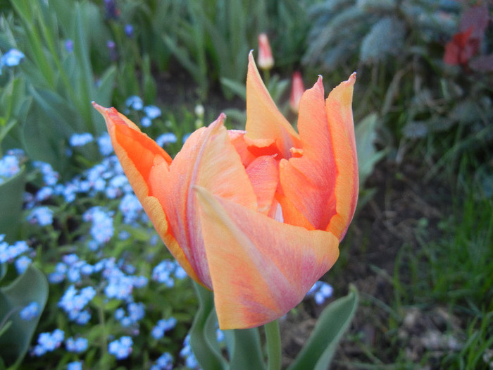 Tulipa Willem van Oranje (2012, April 21)