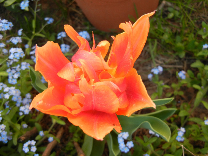 Tulipa Willem van Oranje (2012, April 22) - Tulipa Willem van Oranje