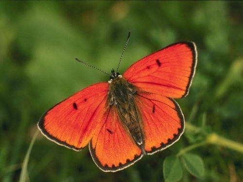 fotos-de-mariposas-rojas-nb10451