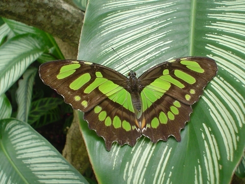 fotos-de-mariposas-verdes-nb10458 - Fluturi