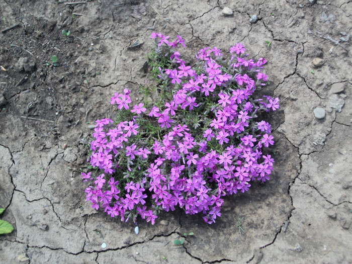 100_8483 - phlox subulata 2012