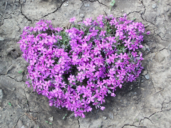 100_8482 - phlox subulata 2012