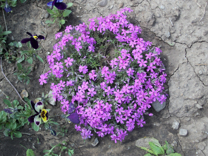 100_8481 - phlox subulata 2012