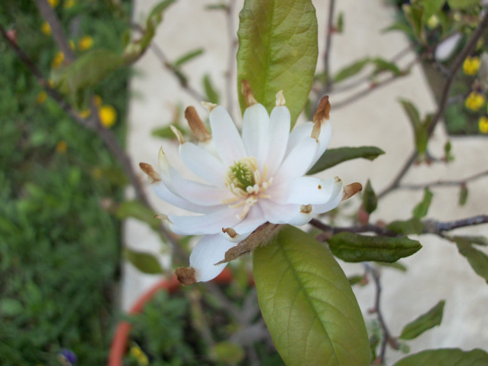 23 aprilie 2012 - magnolia 2012