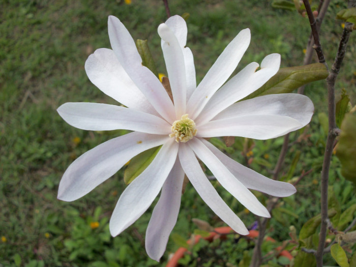 100_8500 - magnolia 2012