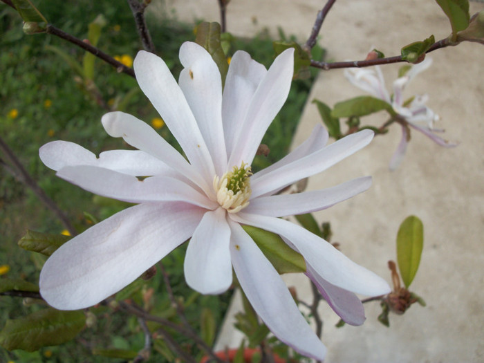 100_8502 - magnolia 2012
