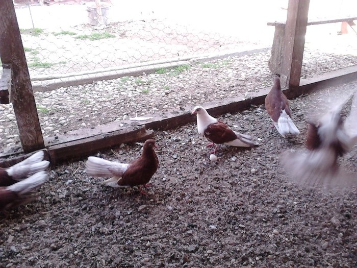 IMG10138 - Ploiesteni 2012 si 2 nikolaev