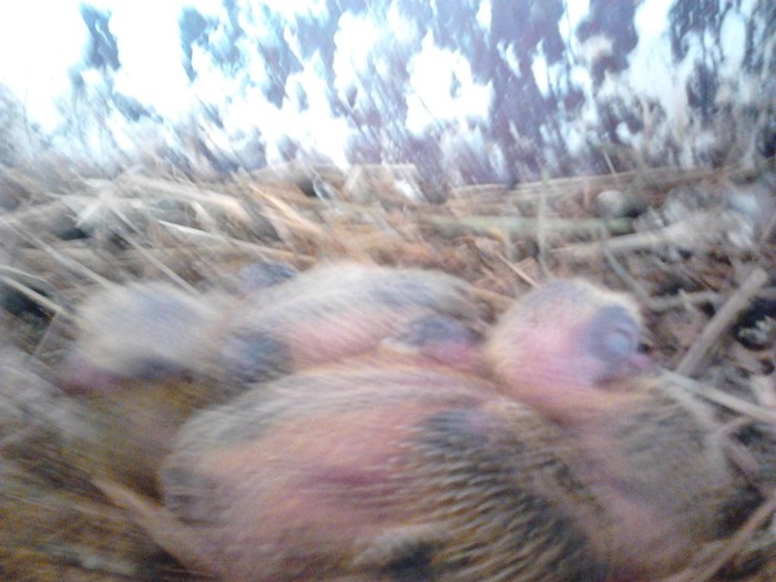 IMG10139 - Ploiesteni 2012 si 2 nikolaev