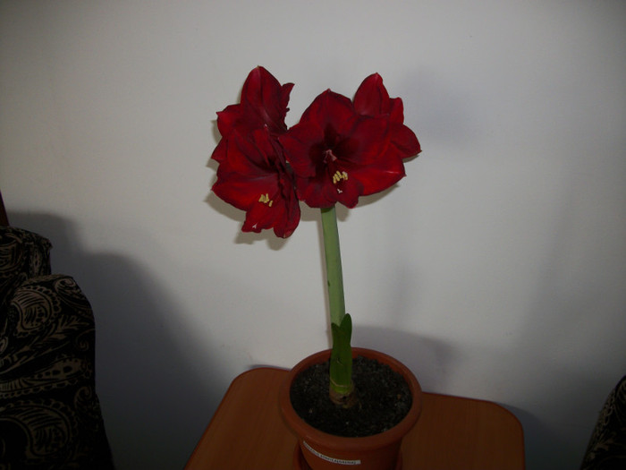 100_8526 - amaralis