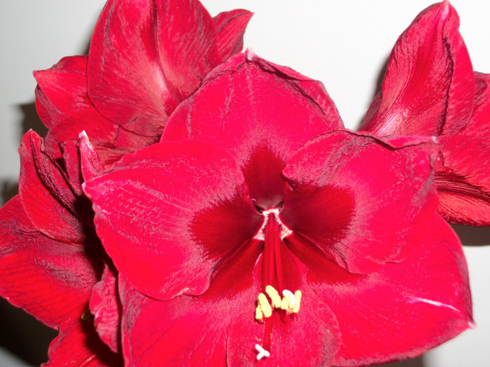 100_8532 - amaralis