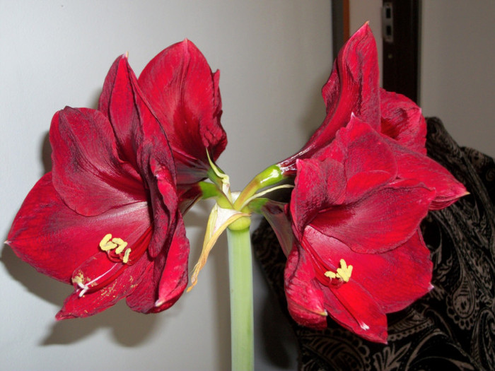 100_8530 - amaralis