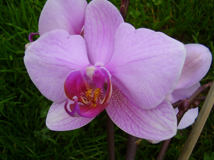 002 - orhidee 2012