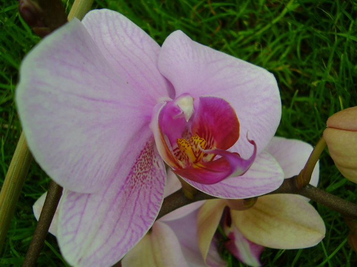 003 - orhidee 2012