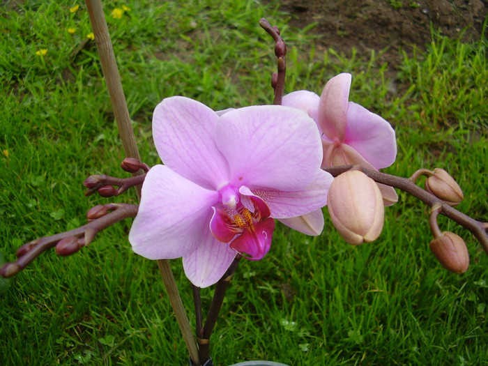 005 - orhidee 2012