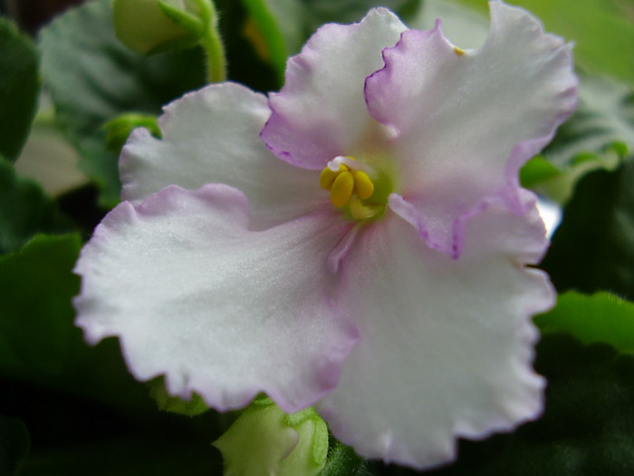 006 - violete 2012