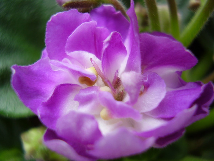 007 - violete 2012