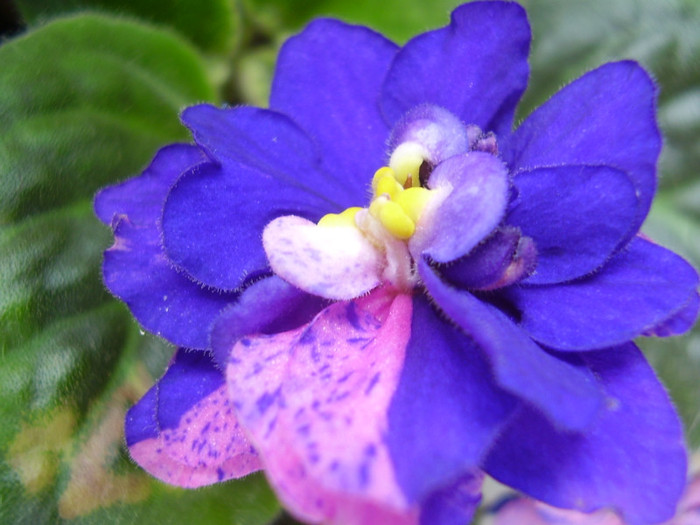 010 - violete 2012