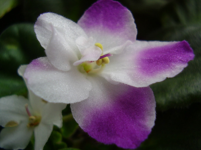 014 - violete 2012