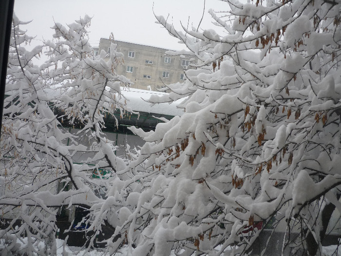 iarna lui 2012 - la vreme de iarna