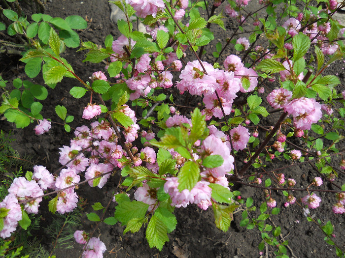 prunus triloba m. - Flori gradina 2012