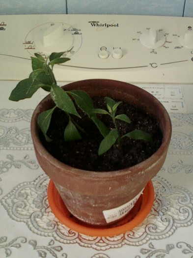 24 aprilie 2012-flori 003 - solanum rantonettii