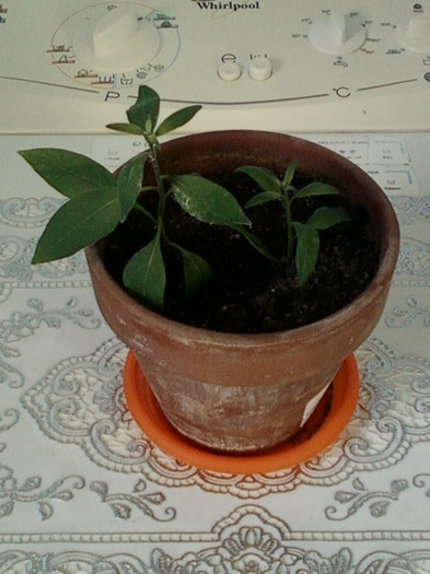 24 aprilie 2012-flori 004 - solanum rantonettii