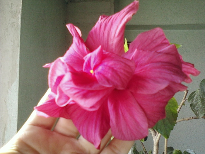 24 aprilie 2012-flori 013