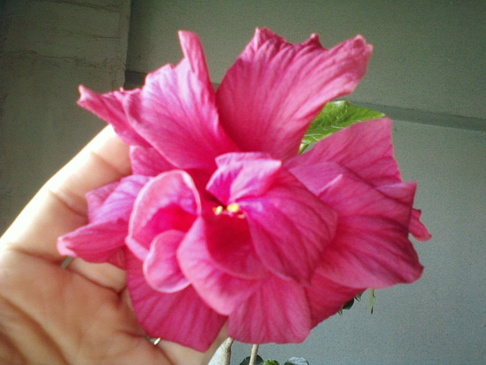 24 aprilie 2012-flori 014